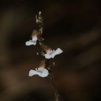 Zeuxine regia (Lindl.) Trimen
